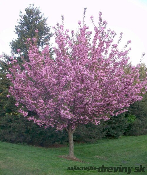 Čerešňa pílkatá Royal Burgundy, na kmienku 140/160 cm, v črepníku Prunus serrulata Royal Burgundy