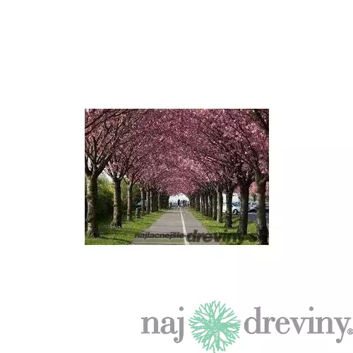 Čerešňa pílkatá Royal burgundy (sakura), výška 40/60 cm, v črepníku 5l Prunus serrulata Royal Burgundy