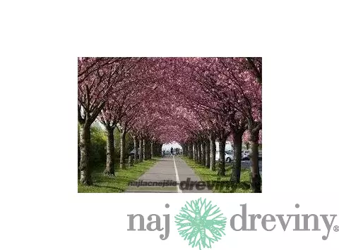 Čerešňa pílkatá Royal burgundy (sakura), výška 40/60 cm, v črepníku 5l Prunus serrulata Royal Burgundy