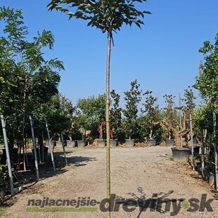 Čerešňa plikatá - japonská sakura Accolade na kmienku 180/200 cm obvod 10/12 v črepníku 25l Prunus Serrulata Accolade