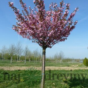 Čerešňa plikatá- japonská sakura Kanzan na kmienku 180/200 cm obvod 8/10 v črepníku 30l Prunus serrulata