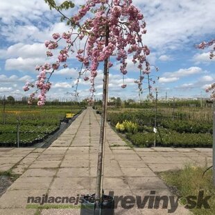 Čerešňa plikatá- japonská sakura Kiku Shidare na kmienku 180/200 cm obvod 8/10 v črepníku 30l Prunus Serrulata Kiku Shidare
