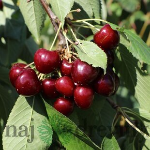 Čerešňa Regina, podpník Gisela 6, výška 140/180 cm, 1-ročná, voľnokorenná Prunus avium Regina