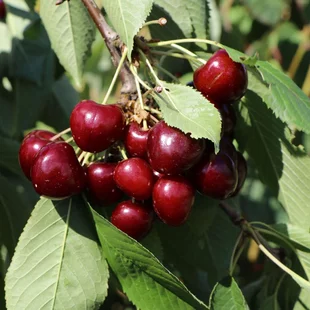 Čerešňa Regina, podpník Gisela 6, výška 140/180 cm, 1-ročná, voľnokorenná Prunus avium Regina