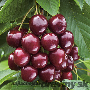 Čerešňa Regina-srdcovka na špailéri v tvare trojuholníka , už rodiaca 160/180 cm v črepníku P24 Prunus avium ‘Regina‘