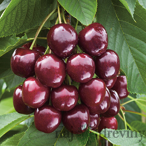 Čerešňa Regina-srdcovka na špailéri v tvare trojuholníka , už rodiaca 160/180 cm v črepníku P24 Prunus avium ‘Regina‘