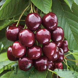 Čerešňa Regina-srdcovka na špailéri v tvare trojuholníka , už rodiaca 160/180 cm v črepníku P24 Prunus avium ‘Regina‘
