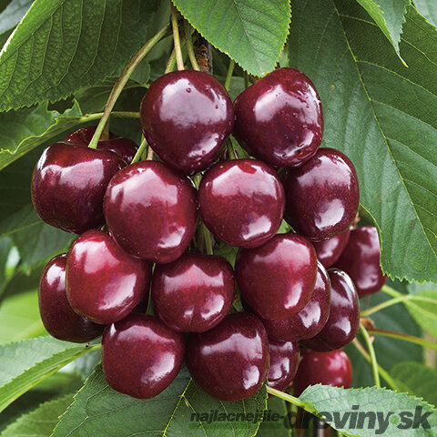 Čerešňa Regina-srdcovka na špailéri v tvare trojuholníka , už rodiaca 160/180 cm v črepníku P24 Prunus avium ‘Regina‘