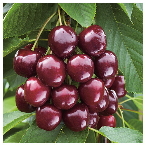 Čerešňa Regina-srdcovka na špailéri v tvare trojuholníka , už rodiaca 160/180 cm v črepníku P24 Prunus avium ‘Regina‘