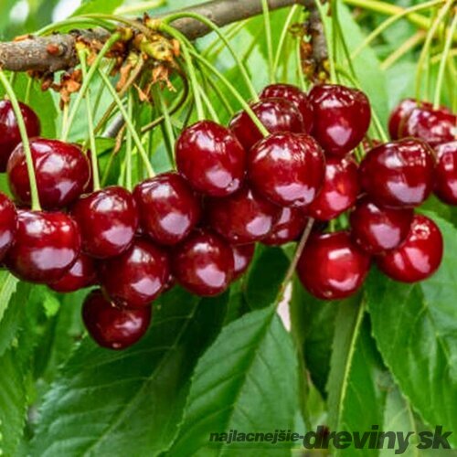 Čerešna RIVAN - srdcovka už rodiaca, v črepníku, výška 180/200 cm, podpník Colt Prunus avium Rivan