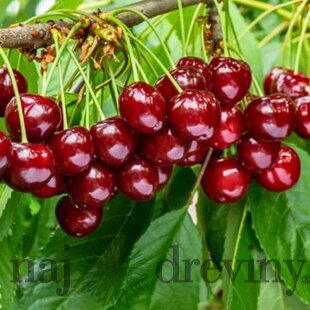 Čerešna RIVAN - srdcovka už rodiaca, v črepníku, výška 180/200 cm, podpník Colt Prunus avium Rivan