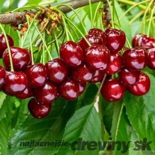 Čerešna RIVAN - srdcovka už rodiaca, v črepníku, výška 180/200 cm, podpník Colt Prunus avium Rivan