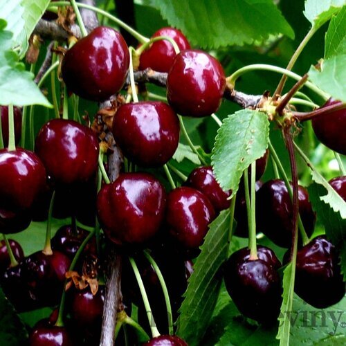 Čerešňa Rivan, výška 140/180 cm, 1-ročná, podpník Gisela 6, voľnokorenná Prunus avium Rivan
