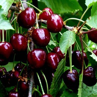 Čerešňa Rivan, výška 140/180 cm, 1-ročná, podpník Gisela 6, voľnokorenná Prunus avium Rivan