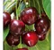 Čerešňa skorá ´BURLAT´ podp.Gisella 6, výška 120/140 cm, v črepníku 5l Prunus Avium Burlat