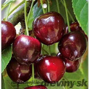 Čerešňa skorá ´BURLAT´ podp.Gisella 6, výška 120/140 cm, v črepníku 5l Prunus Avium Burlat