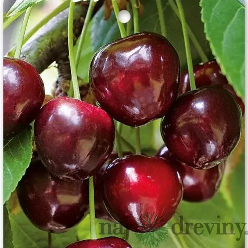 Čerešňa skorá ´BURLAT´ podp.Gisella 6, výška 120/140 cm, v črepníku 5l Prunus Avium Burlat