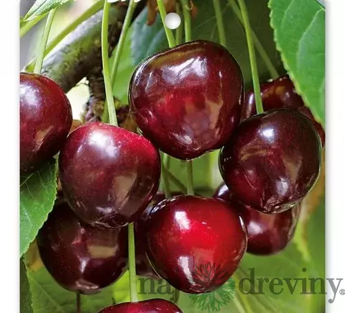 Čerešňa skorá ´BURLAT´ podp.Gisella 6, výška 120/140 cm, v črepníku 5l Prunus Avium Burlat
