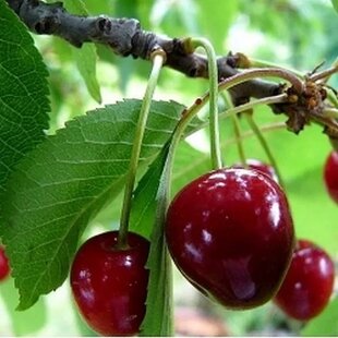 Čerešňa skorá ´BURLAT´ podp.Gisella 6, výška 140/180 cm, 1-ročná, voľnokorenná Prunus Avium Burlat