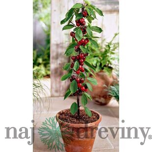 Čerešňa stĺpovitá Sylvia 60/80 cm v črepníku 3l Prunus avium Sylvia