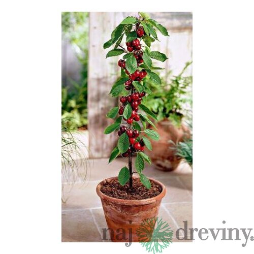 Čerešňa stĺpovitá Sylvia 60/80 cm v črepníku 3l Prunus avium Sylvia