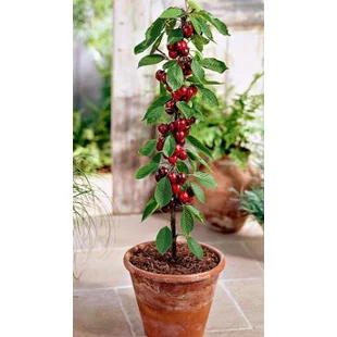 Čerešňa stĺpovitá Sylvia 60/80 cm v črepníku 3l Prunus avium Sylvia