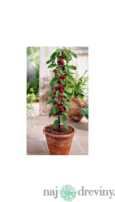 Čerešňa stĺpovitá Sylvia 60/80 cm v črepníku 3l Prunus avium Sylvia