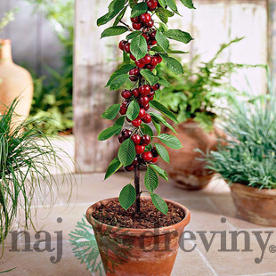 Čerešňa stlpovitá, výška 140/180 cm, 1-ročná, podpník Colt, voľnokorenná Prunus avium
