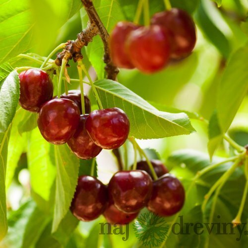 Čerešňa stredne skorá LAPINS podpník Gisela 6, výška 140/180 cm, stĺpovitá, voľnokorenná Prunus avium Lapins