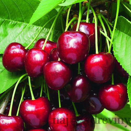 Čerešňa stredne skorá TĚCHLOVAN podpník Colt, výška 140/180 cm, voľnokorenná Prunus avium Těchlovan