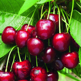 Čerešňa stredne skorá TĚCHLOVAN podpník Colt, výška 140/180 cm, voľnokorenná Prunus avium Těchlovan