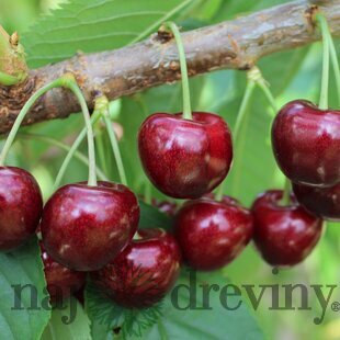 Čerešňa stredne skorá VANDA, podp.Gisella 6, zakrslá, výška 140/180 cm, 1-ročná, voľnokorenná Prunus avium Vanda