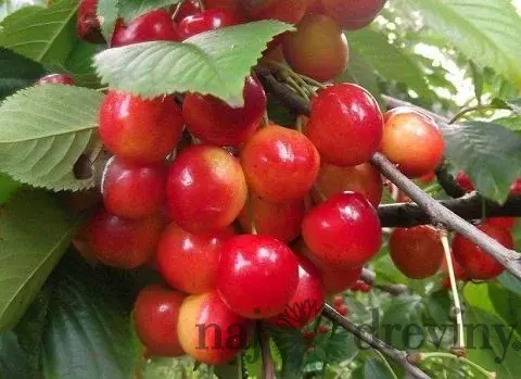 Čerešňa stredne skorá VEGA, podp.Gisella 6, zakrslá, výška 140/180 cm, 1-ročná, voľnokorenná Prunus avium Vega