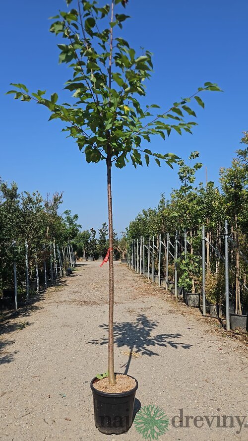 Čerešňa vtáčia, obvod 12/14 cm, v črepníku 30l Prunus avium