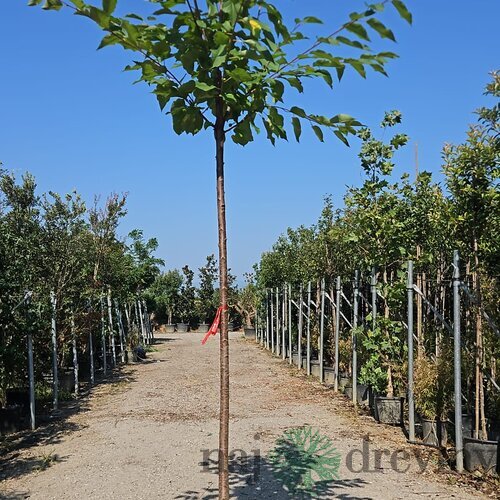 Čerešňa vtáčia, obvod 12/14 cm, v črepníku 30l Prunus avium
