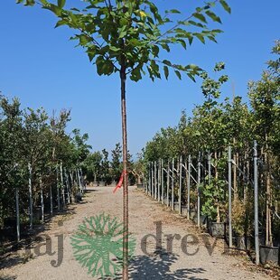 Čerešňa vtáčia, obvod 12/14 cm, v črepníku 30l Prunus avium