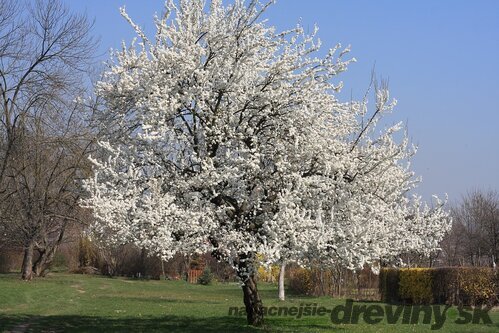 Čerešňa vtáčia, výška 180/220 cm, obvod 6/8 cm, v črepníku Prunus avium