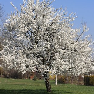 Čerešňa vtáčia, výška 180/220 cm, obvod 6/8 cm, v črepníku Prunus avium