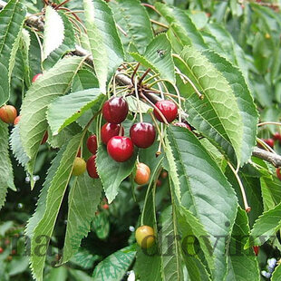 Čerešňa vtáčia, výška 50/80 cm, v črepníku 4l Prunus avium
