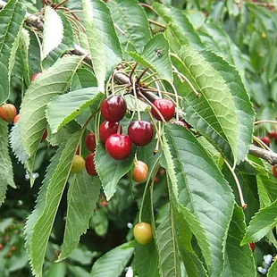 Čerešňa vtáčia, výška 50/80 cm, v črepníku 4l Prunus avium