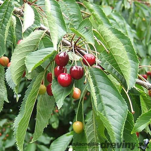 Čerešňa vtáčia, výška 50/80 cm, v črepníku 4l Prunus avium