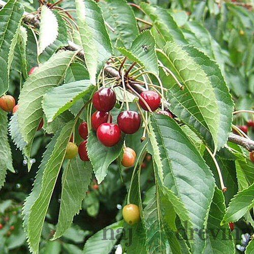 Čerešňa vtáčia, výška 50/80 cm, v črepníku 4l Prunus avium