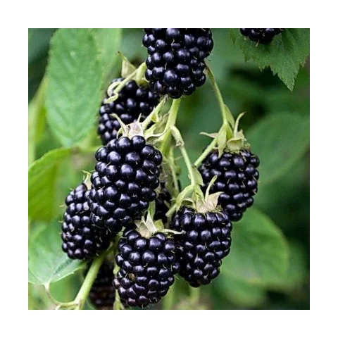Černica beztŕňová Arapaho, v črepníku P11 Rubus fruticosus Arapaho