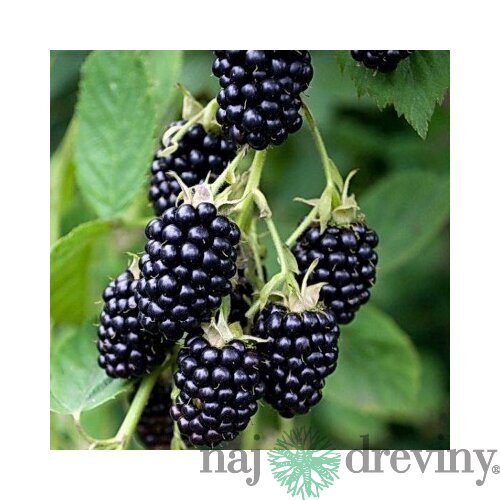 Černica beztŕňová Arapaho, v črepníku P11 Rubus fruticosus Arapaho