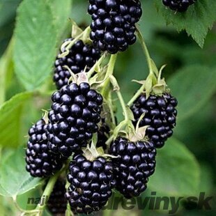 Černica beztŕňová Arapaho, v črepníku P11 Rubus fruticosus Arapaho