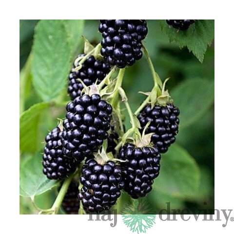 Černica beztŕňová Arapaho, v črepníku P11 Rubus fruticosus Arapaho