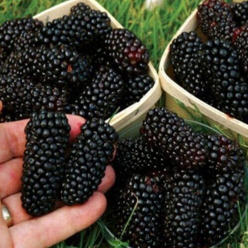 Černica beztŕňová Black Satin 40/60 cm, v črepníku Rubus fruticosus Black Satin