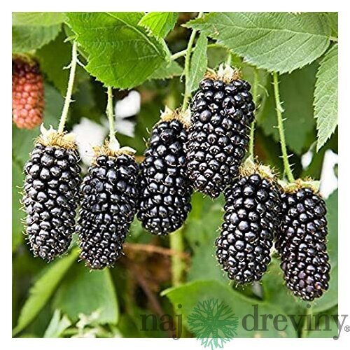 Černica beztŕňová Chester, v črepníku P11 Rubus fruticosus Chester