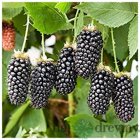 Černica beztŕňová Chester, v črepníku P11 Rubus fruticosus Chester