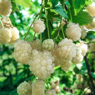 Černica beztŕňová Polar, v črepníku P11 Rubus fruticosus Polar